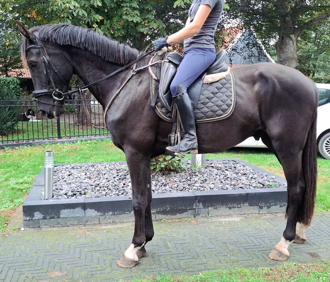 Superbrave 4,5 jr KWPN ruin 1,68 mtr(recreatie-manege-sport, Ruin, 3 tot 6 jaar, Met stamboom, B