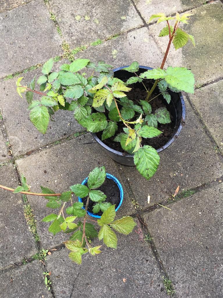 Doornloze braam (biologisch), Ophalen, Vaste plant, Fruitplanten, Halfschaduw
