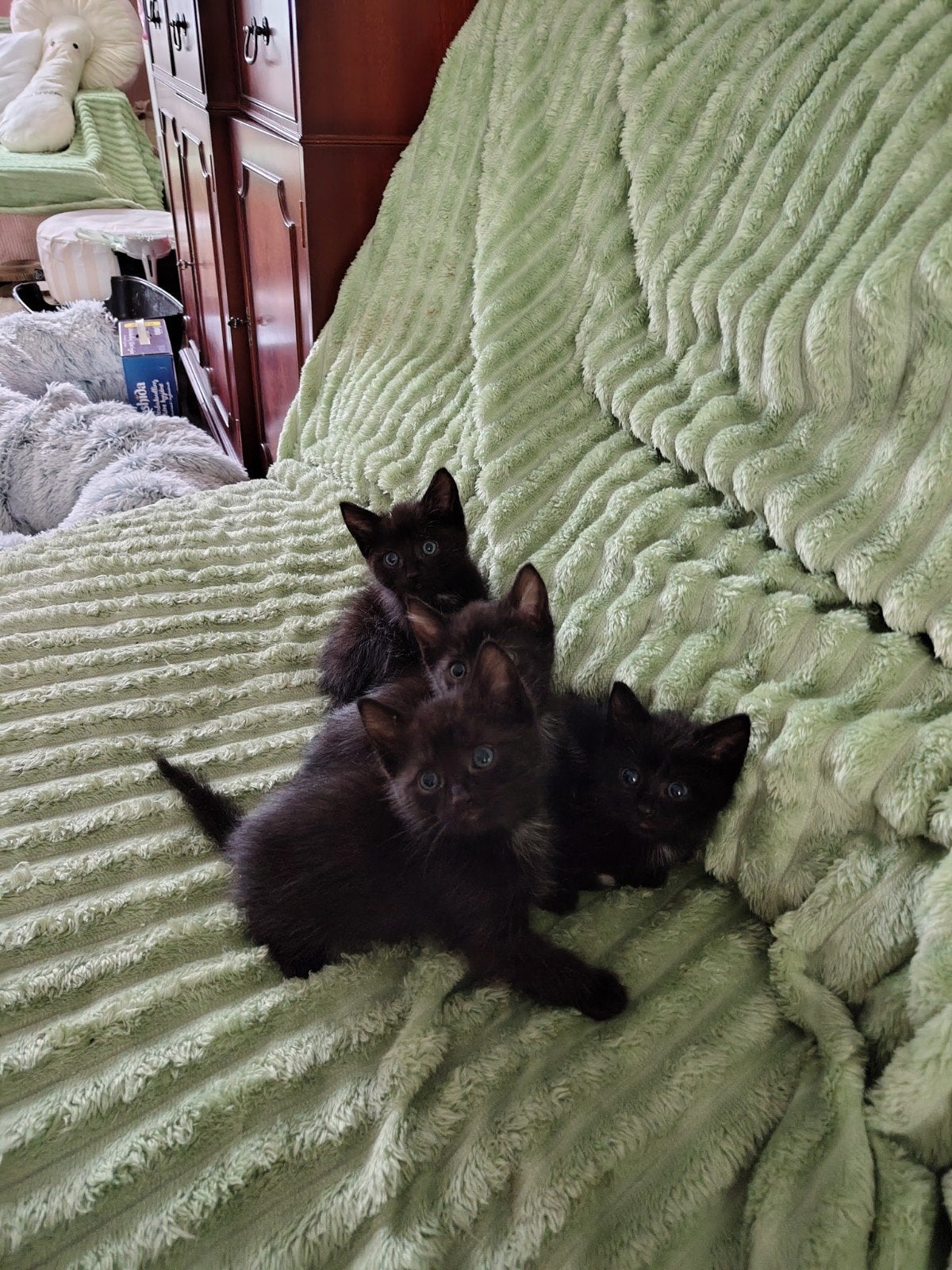 Kittens, Dieren en Toebehoren