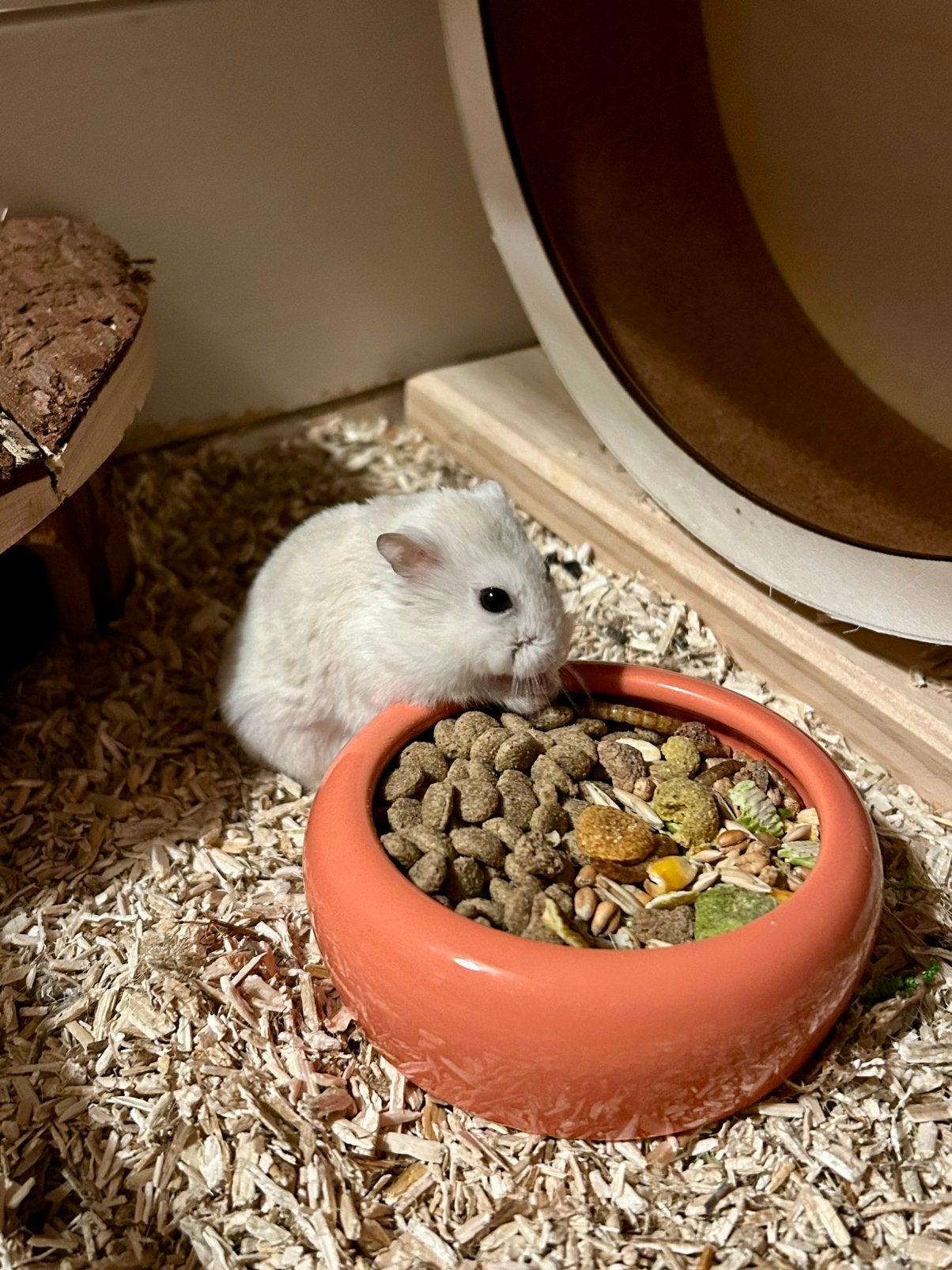 Vakantieopvang konijnen, cavia’s en kleine knagers, Ophalen