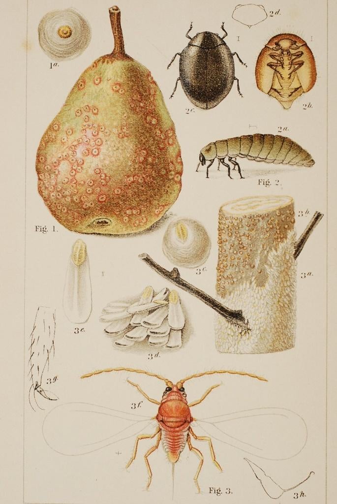 Perzik schildluis - Antieke illustratie, Verzenden, Voor 1940, Zo goed als nieuw, Natuur