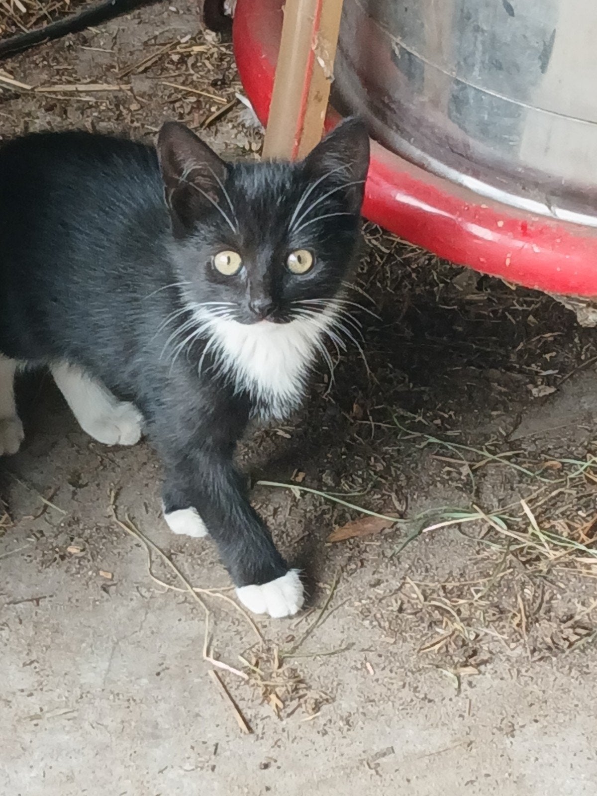 nog 1 kitten, Dieren en Toebehoren, Meerdere dieren
