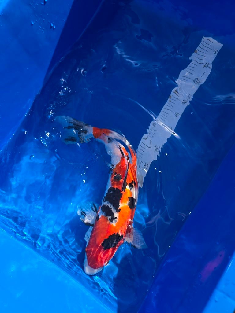 Sanke matsue 46 cm, Karper of Koi