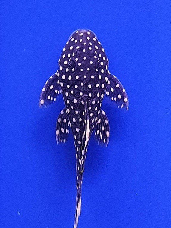 Aquariumvissen, Vis, Zoetwatervis
