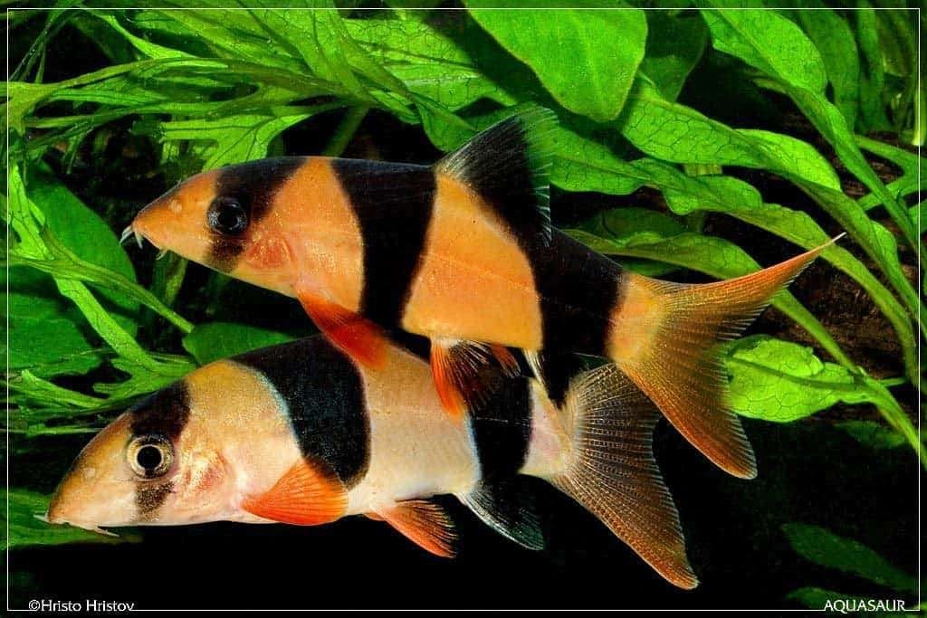 clown botia 8-10 cm €17,50, Dieren en Toebehoren, Vissen | Aquaria en Toebehoren, ., Overige typen, Nieuw, Ophalen of Verzenden