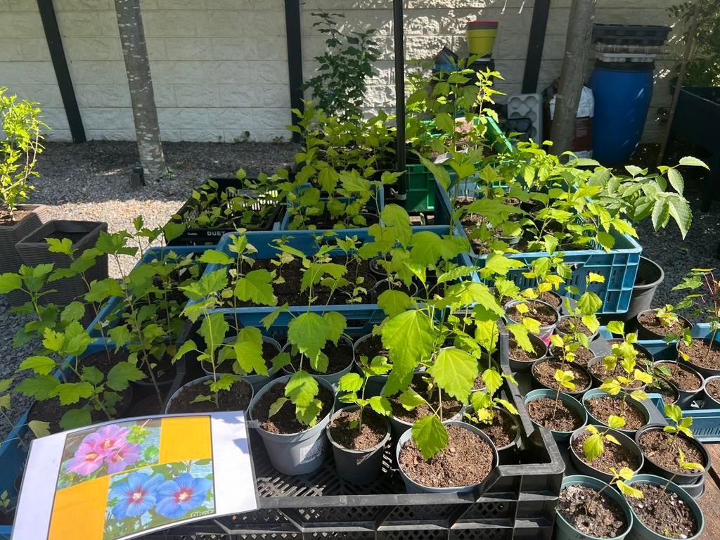 🥰 Hibiscus planten, stekken klein & groot️ ✅ verzenden kan, Tuin en Terras, Planten | Bomen, Ophalen of Verzenden