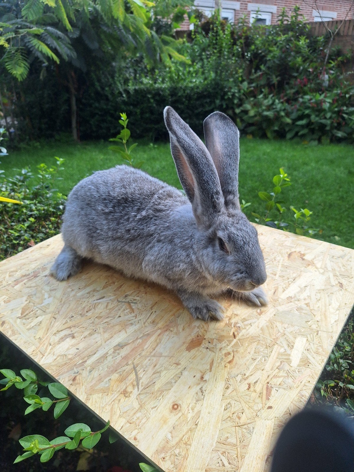 vlaam , vlaamse reus . chinchilla kleur, Dieren en Toebehoren, April, Mannelijk, Chinchilla