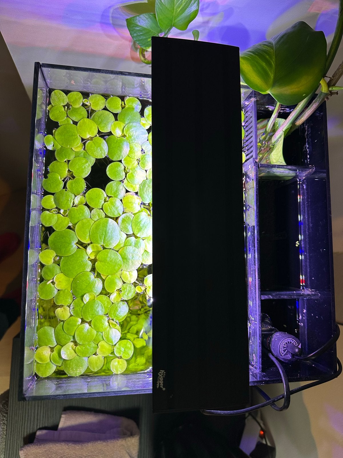 Compleet nano aquarium, Ophalen, Zo goed als nieuw, Gevuld zoetwateraquarium