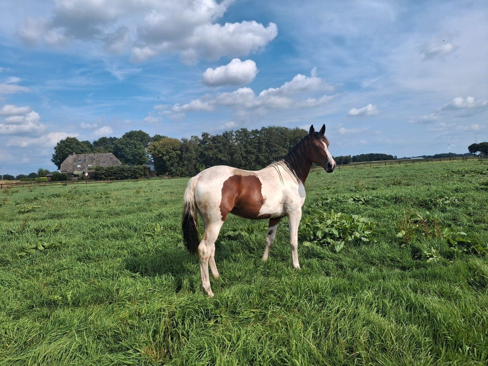 Lieve bonte 2-jarige merrie., Dieren en Toebehoren, Paarden, 0 tot 2 jaar, Onbeleerd, Merrie, Gechipt