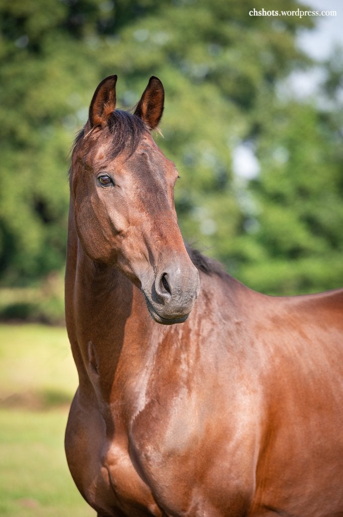 Recreatief, knap dressuurpaard te koop, Dieren en Toebehoren, Paarden, Met stamboom, Ruin, 170 tot 175 cm, 11 jaar of ouder