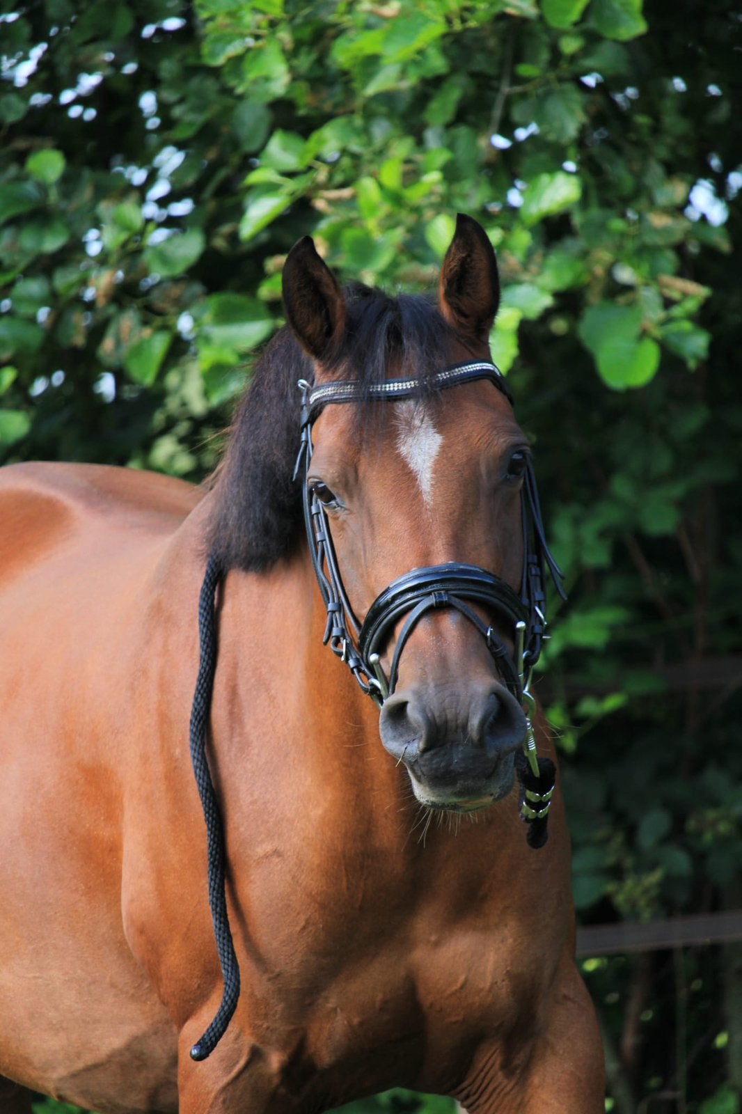 Verzorger/bijrijder gezocht voor D-pony in Eelde, Ophalen