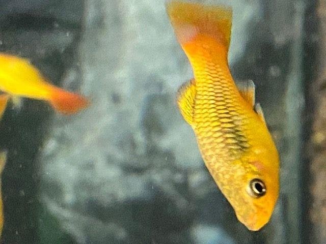 1x hoogvinplaty 3cm te koop scholenvis, Vis, Zoetwatervis, Schoolvis