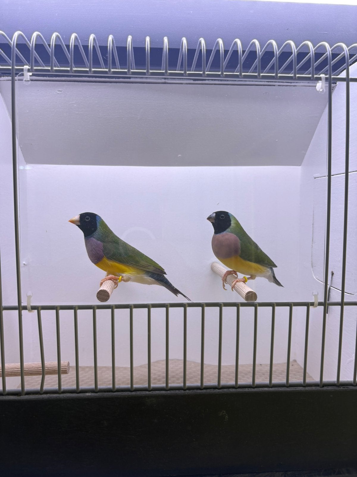 2 koppels gouldamadines, Dieren en Toebehoren, Meerdere dieren, Tropenvogel, Geringd