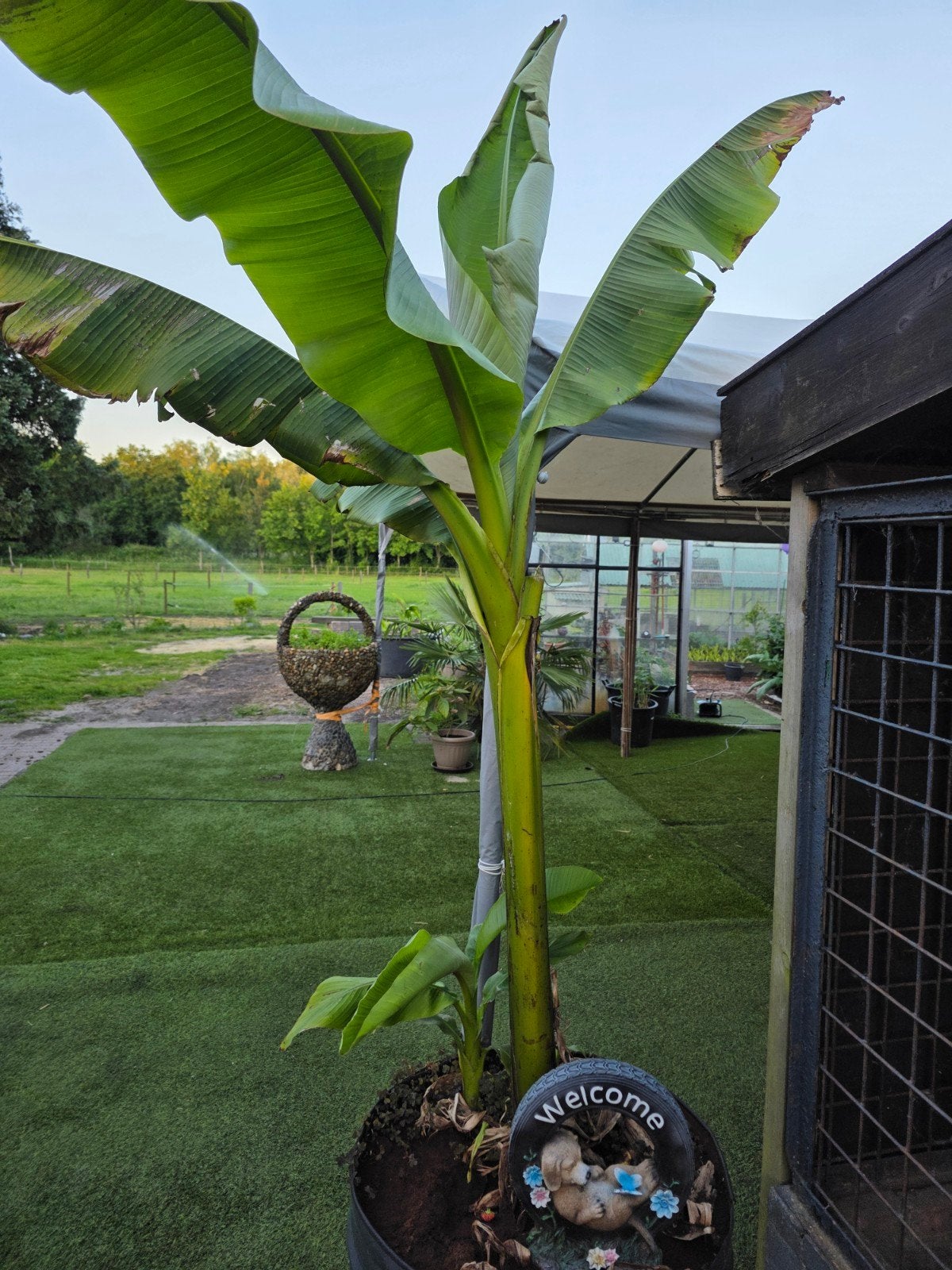 Bananenplant (Musa Basjoo) - Winterharde Exoot, Ophalen of Verzenden