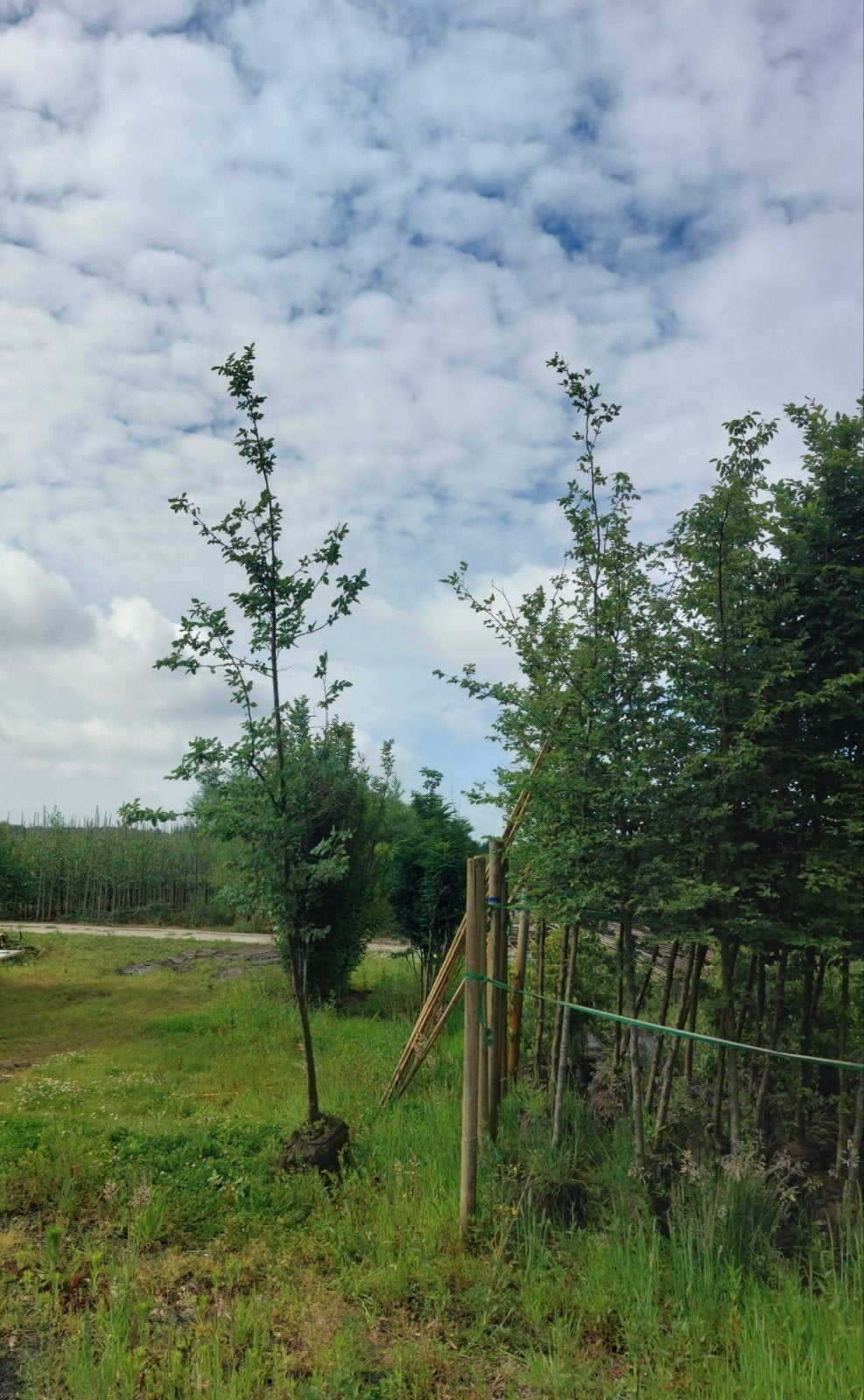 Bomen te koop, Ophalen, Volle zon, Overige soorten