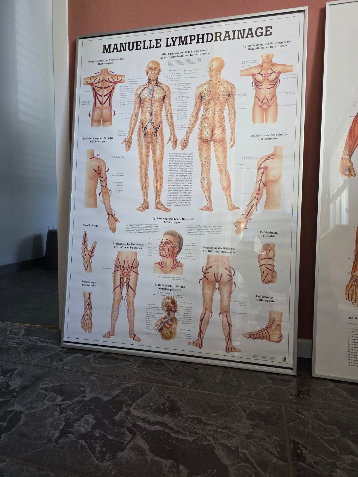 Anatomische posters: Lymfedrainage en Spieren/Skelet, Ophalen of Verzenden, Zo goed als nieuw