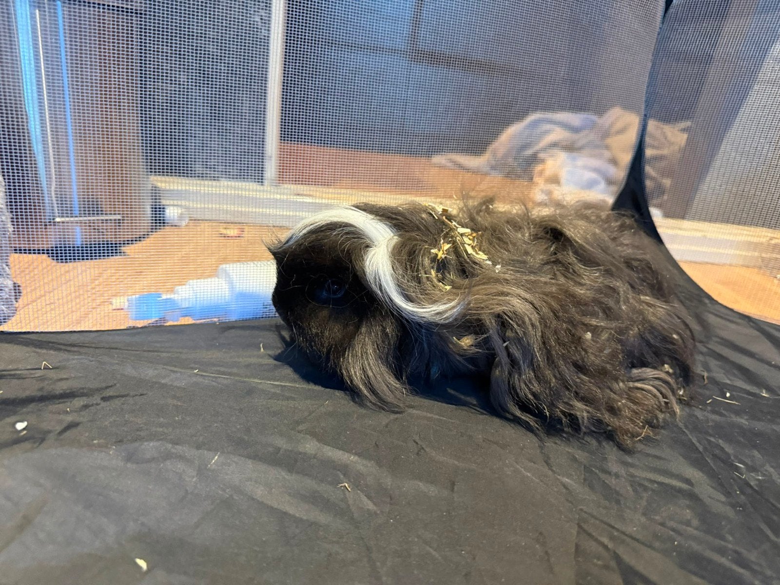 Te koop cavia's vrouwtjes half lang donker grijs met witte e, Dieren en Toebehoren, Ophalen, Zo goed als nieuw, Verzorging