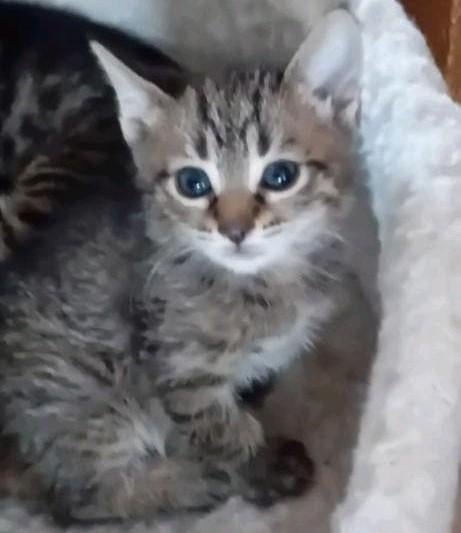 3KITTENS  SAVANNA-BENGAAL MOEDER -VADER  BRITSE  KORTHAAR, Meerdere dieren, Ontwormd, 0 tot 2 jaar