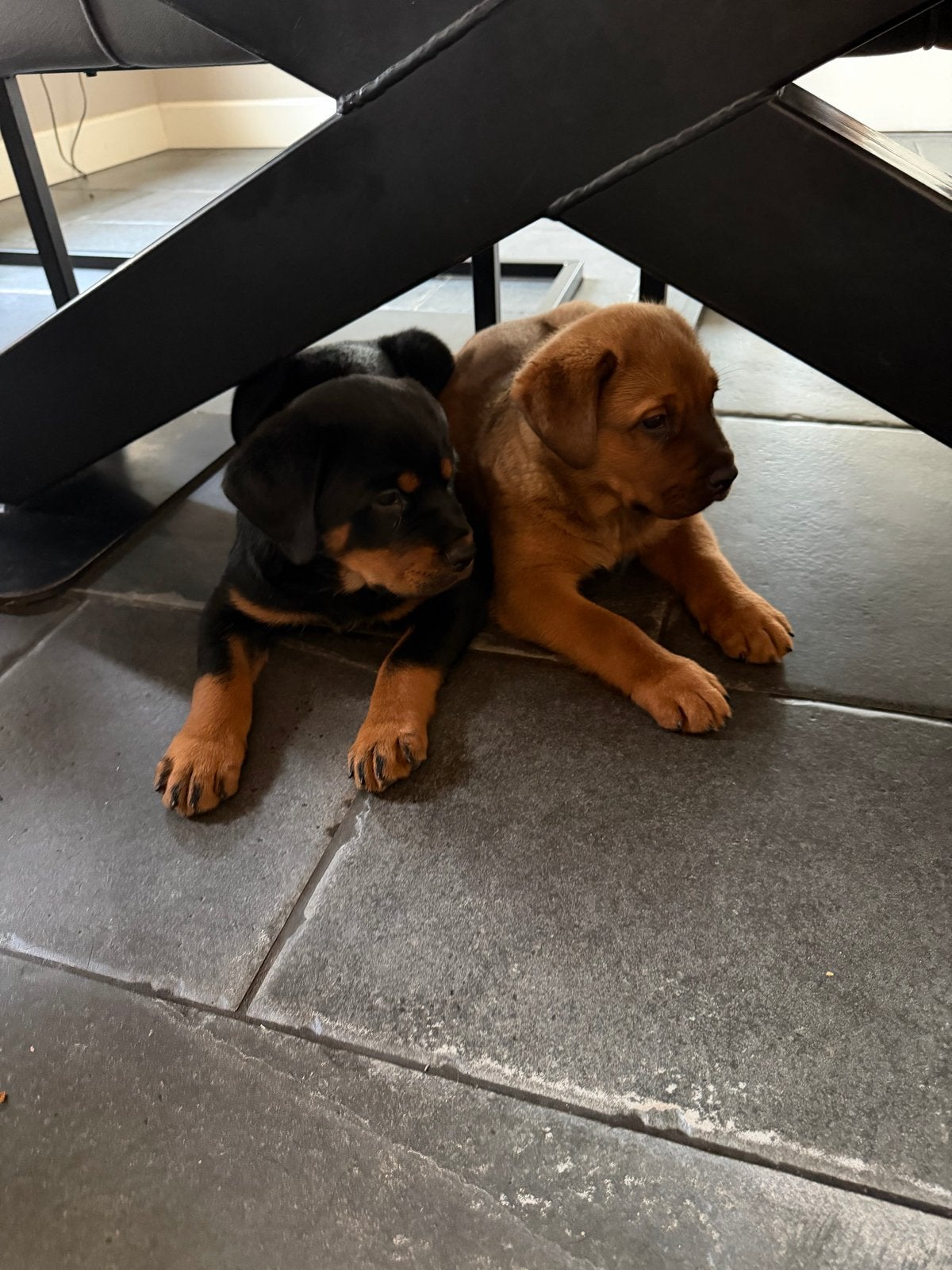 Super mooie en lieve rottweiler x cane corso pups!, 8 tot 15 weken, Meerdere, Meerdere dieren, Rottweiler