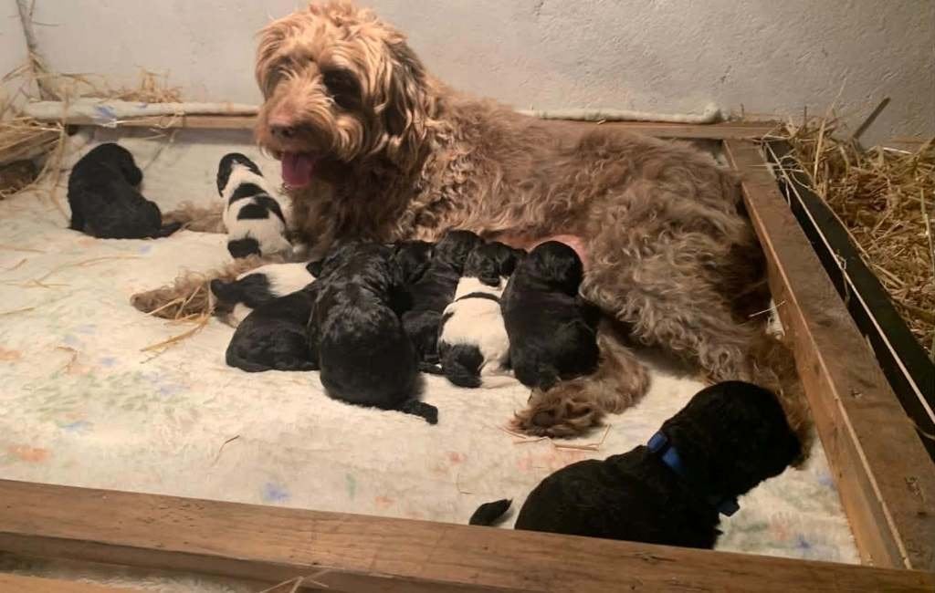 Liefdevolle Labradoodle pups zoeken hun gouden mandje! ️, Overige rassen, CDV (hondenziekte), 8 tot 15 weken, Meerdere