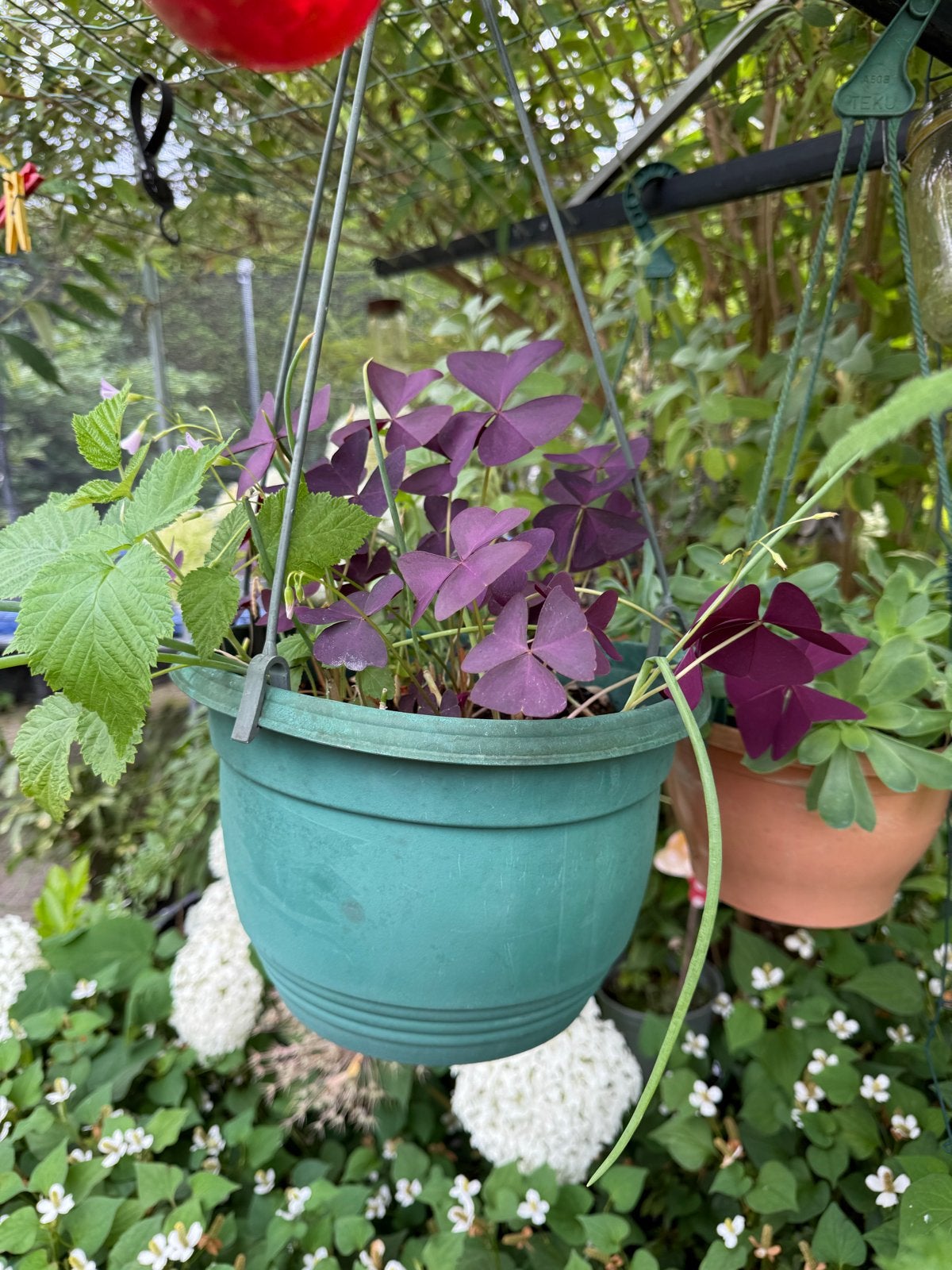 Vaste planten: Oxalis Triangularis & Framboos in hangpot, Ophalen, Vaste plant, Halfschaduw, Zomer