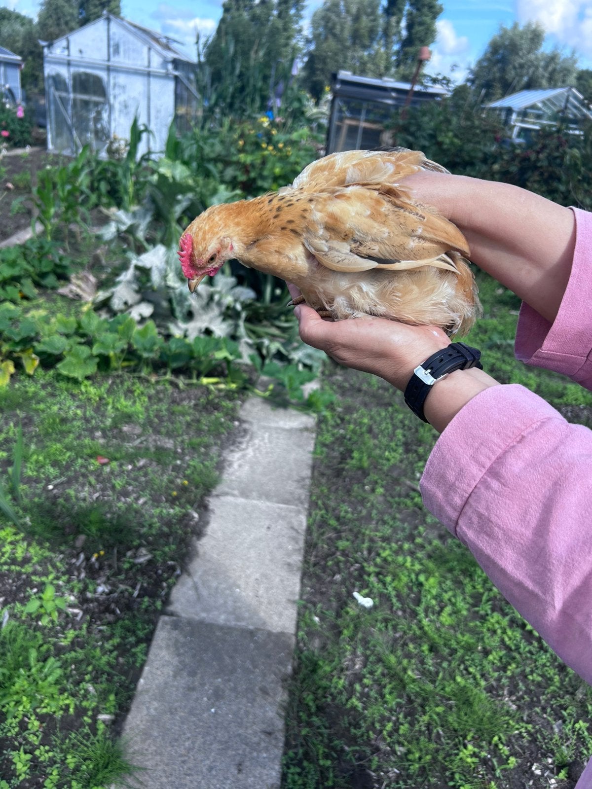 Gratis Cochin kriel haantje