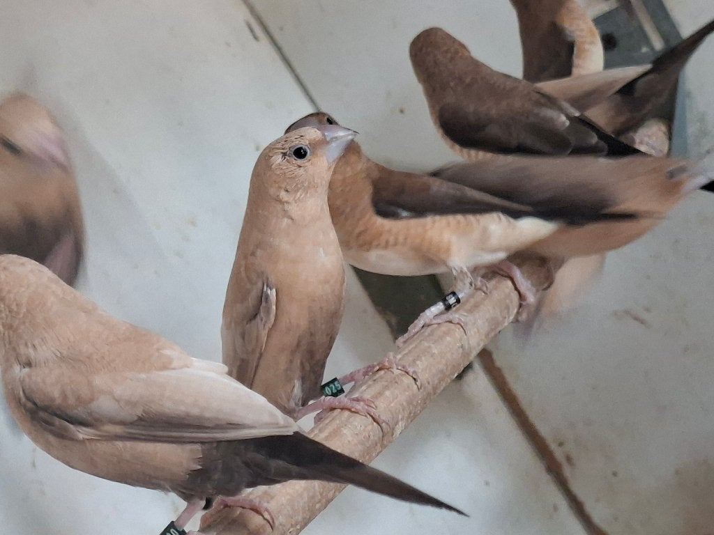 zilverbekjes, Meerdere dieren, Tropenvogel, Geringd