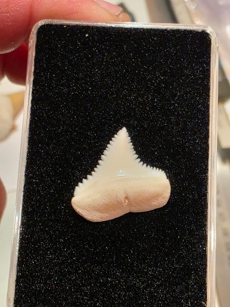 Zeldzame posterior recente Carcharodon carcharias, Ophalen of Verzenden, Overige typen
