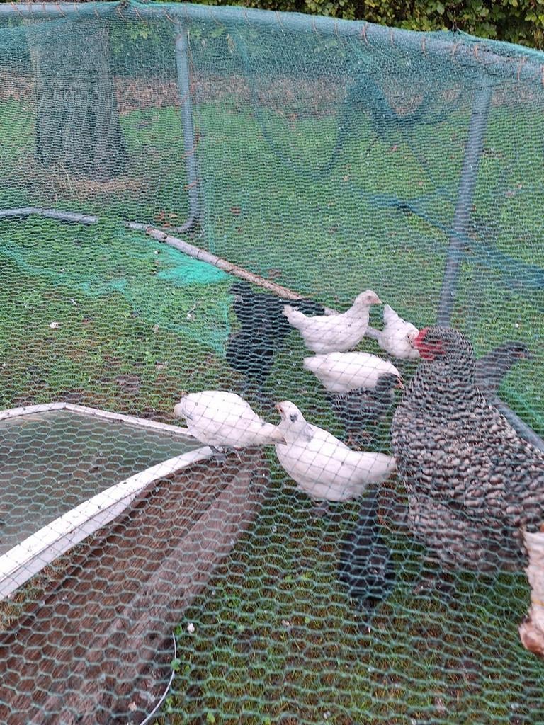 kuikens, Dieren en Toebehoren, Geslacht onbekend, Kip