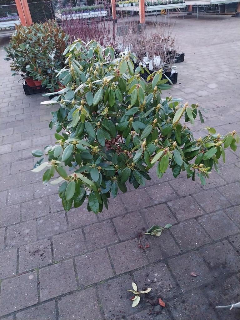 Rhododendron 'Cat Grandiflorum' - Grote paarse bloemen, Vaste plant, Halfschaduw, Lente, Ophalen