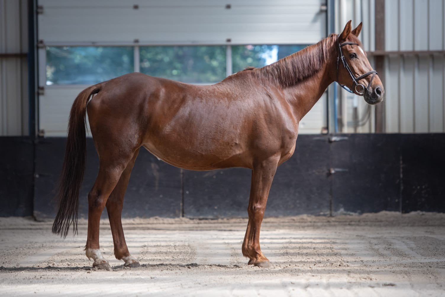 KWPN braaf rijpaard, fokmerrie 2007, Dieren en Toebehoren, Paarden, Merrie, Met stamboom, 160 tot 165 cm, 11 jaar of ouder