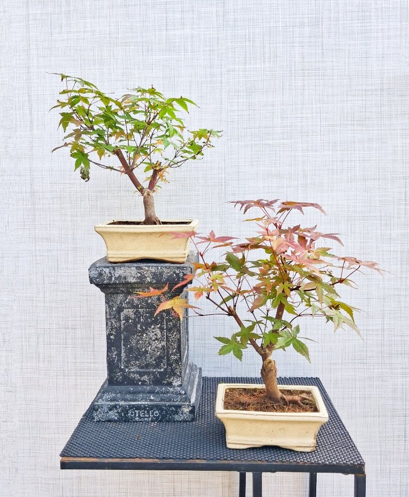 2 Bonsai Katsura- Japanse Esdoorn, Tuin en Terras, In pot, Halfschaduw, Lente, Minder dan 100 cm