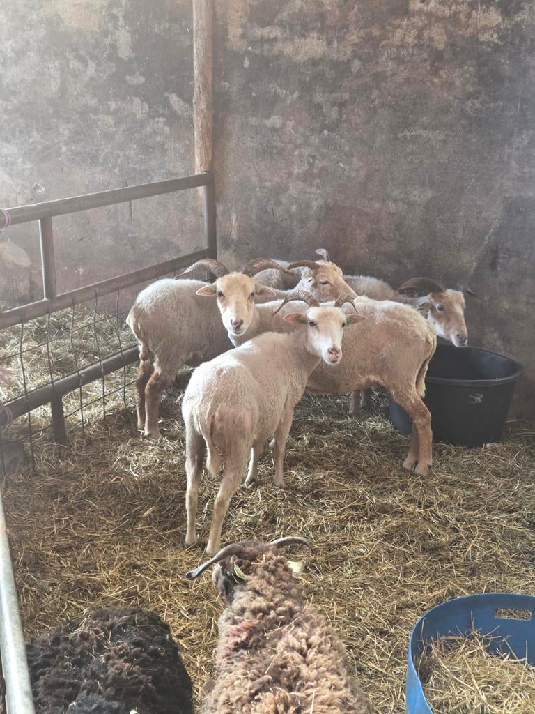 Te koop 4 ooien, Vrouwelijk, Schaap