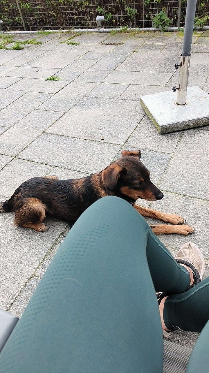Bruno zoekt nieuw thuis. alleen reageren bij serieuze intrse, Reu, CDV (hondenziekte), Eén hond, Nederland
