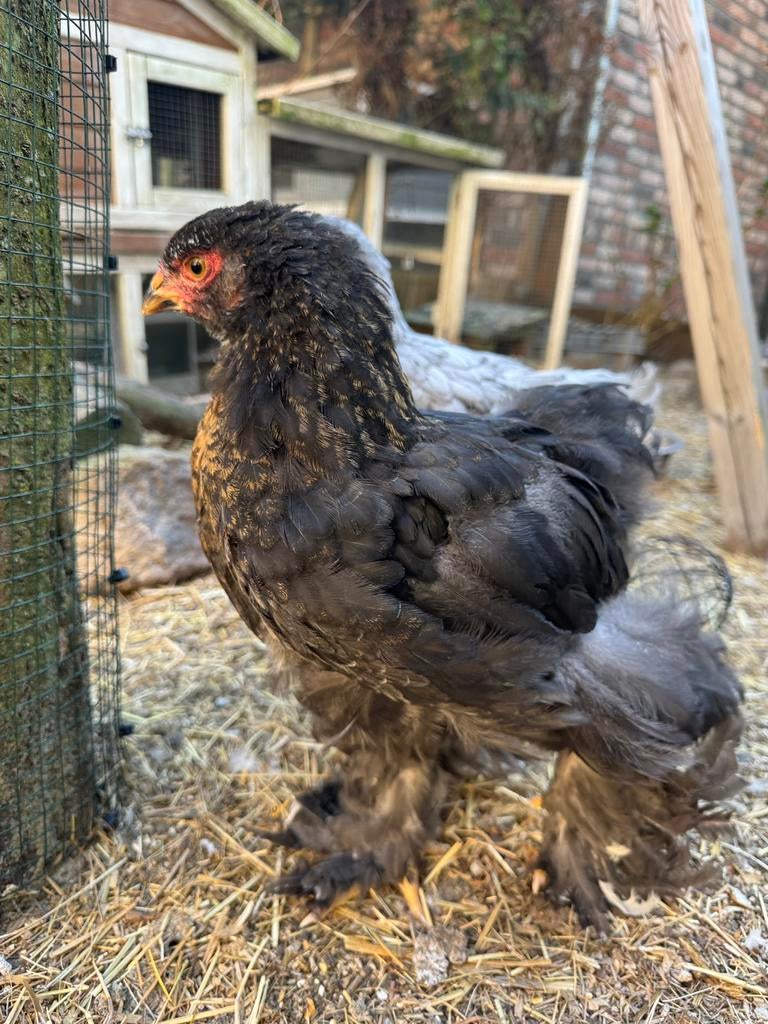 Brahma haan, tam en clicker getraind, Dieren en Toebehoren, Pluimvee
