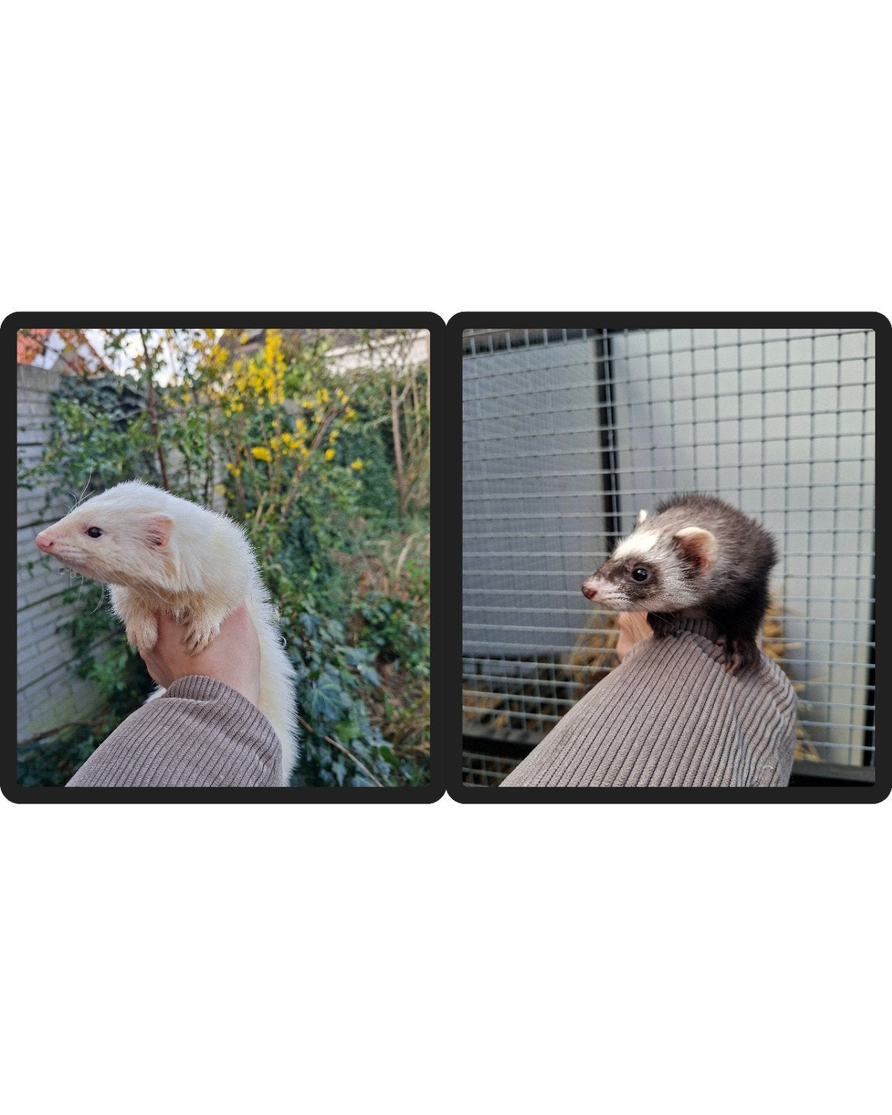 Frettenpups, fret, Mei, Meerdere dieren