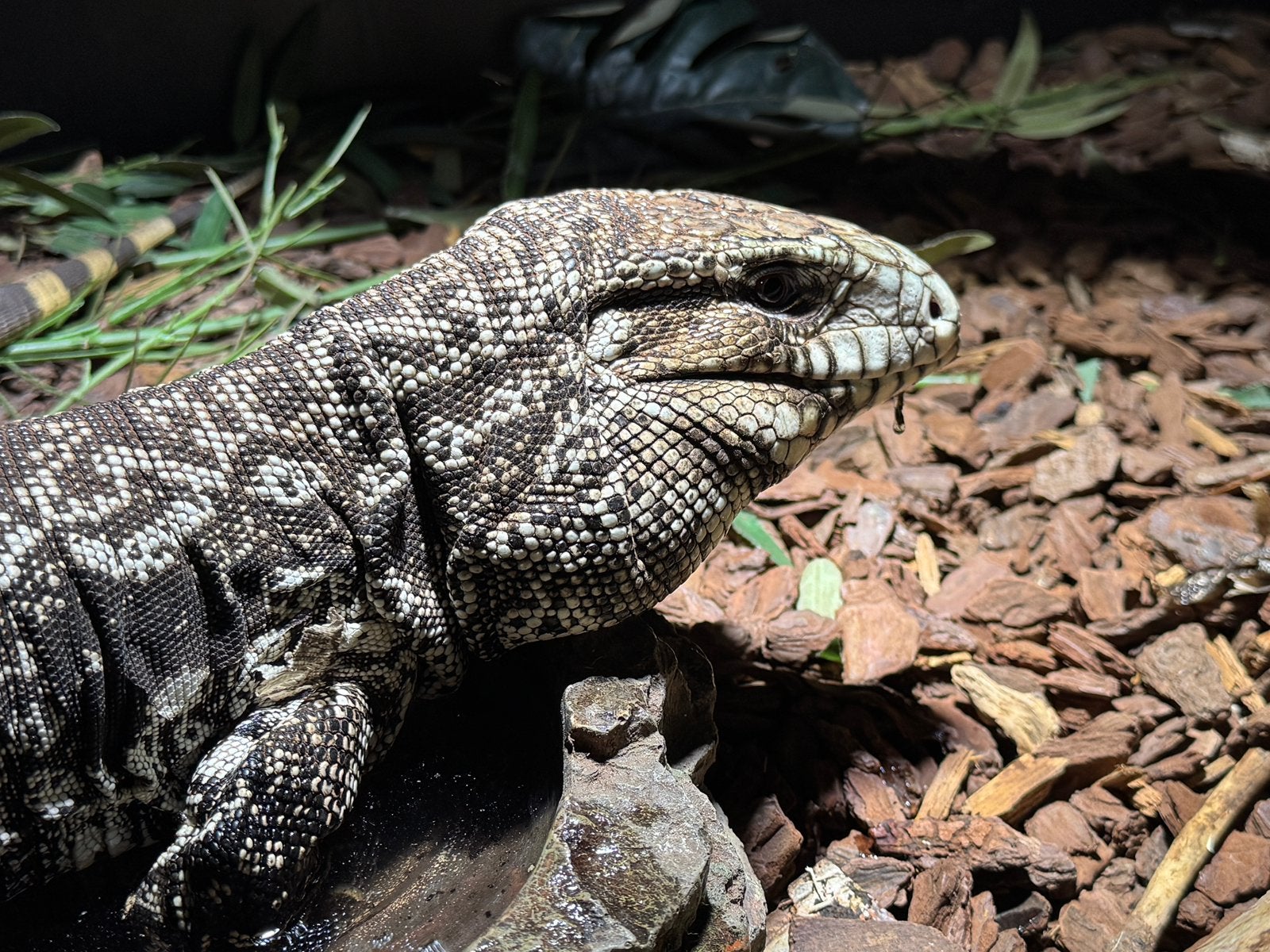 Argentijnse tegu
