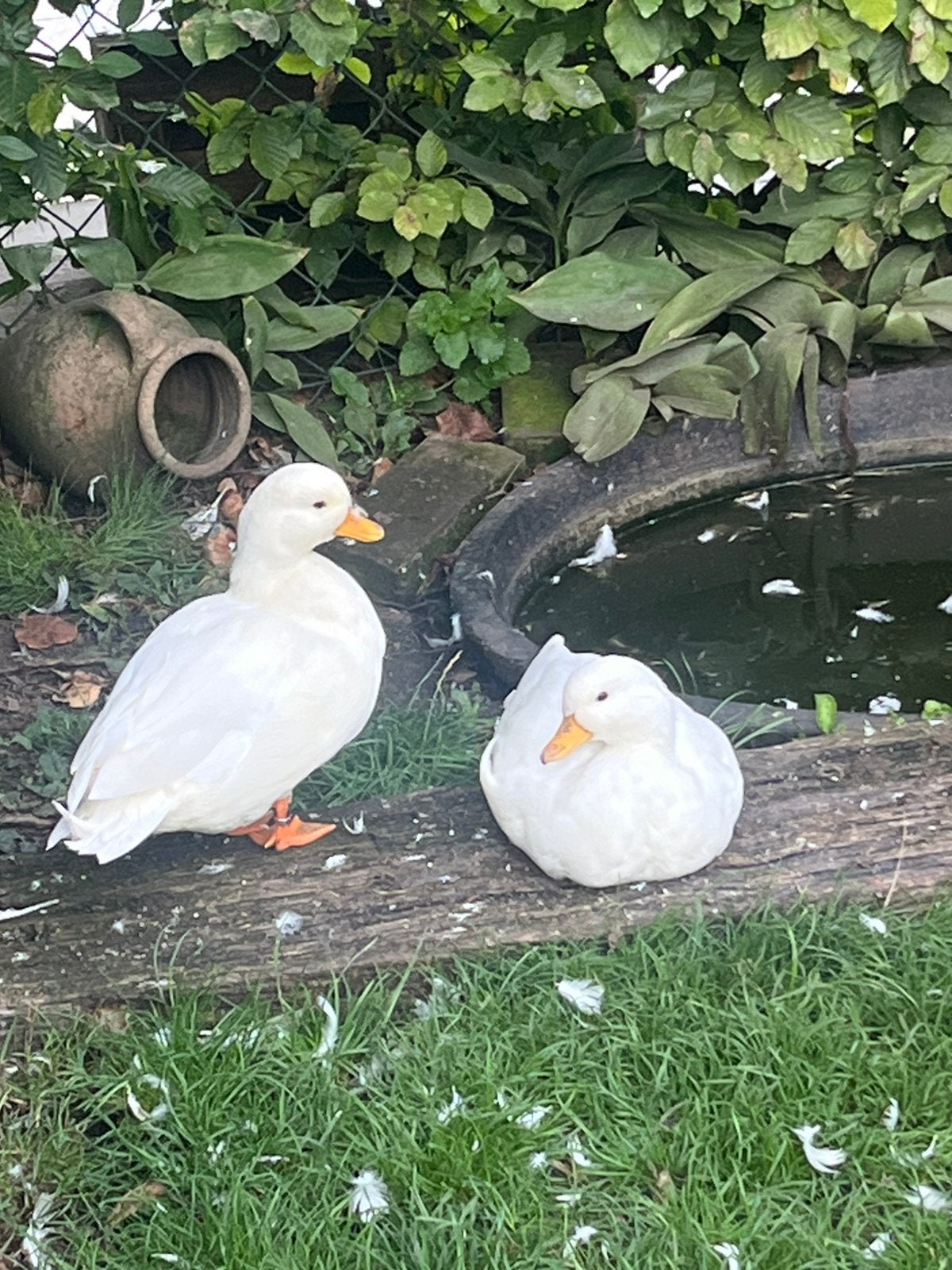 Mooi koppeltje witte kwakers (+ trapbak, hok en voer), Dieren en Toebehoren, Meerdere dieren, Kip