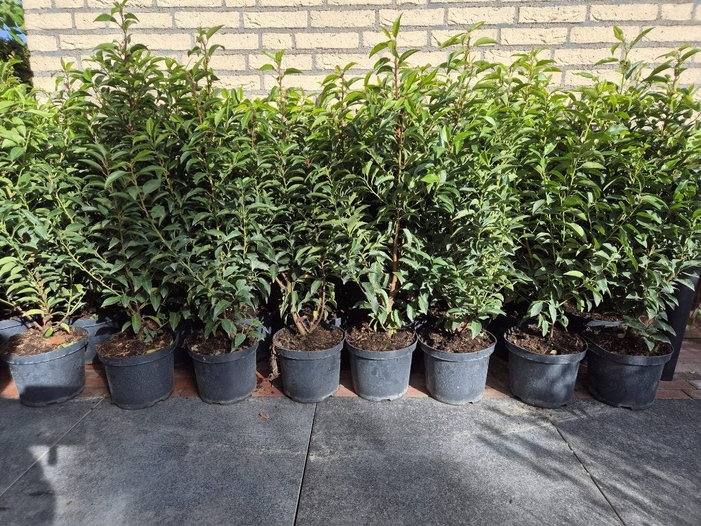 Portugese laurier haagplanten ca. 80-90 cm potgekweekt, Verzenden, Laurier, Haag, Minder dan 100 cm