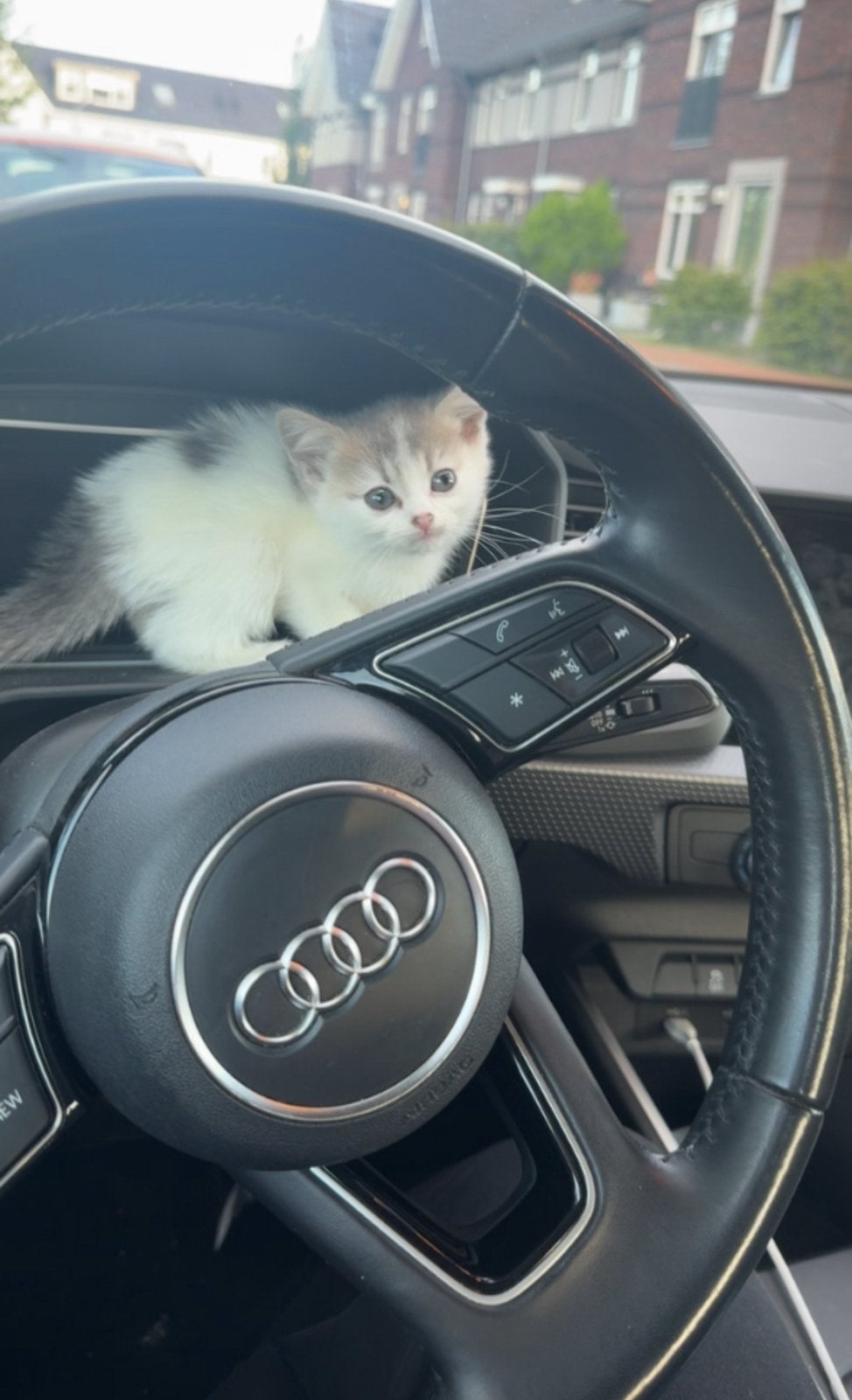 Kitten, Ophalen