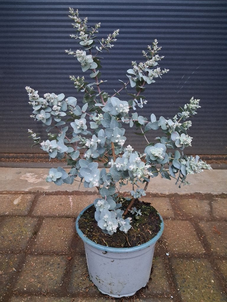 Eucalyptus Gunnii - Eucalyptusplant (kleinbladig) H: 45 cm., Tuin en Terras, Volle zon, Vaste plant, Bloeit niet, Ophalen