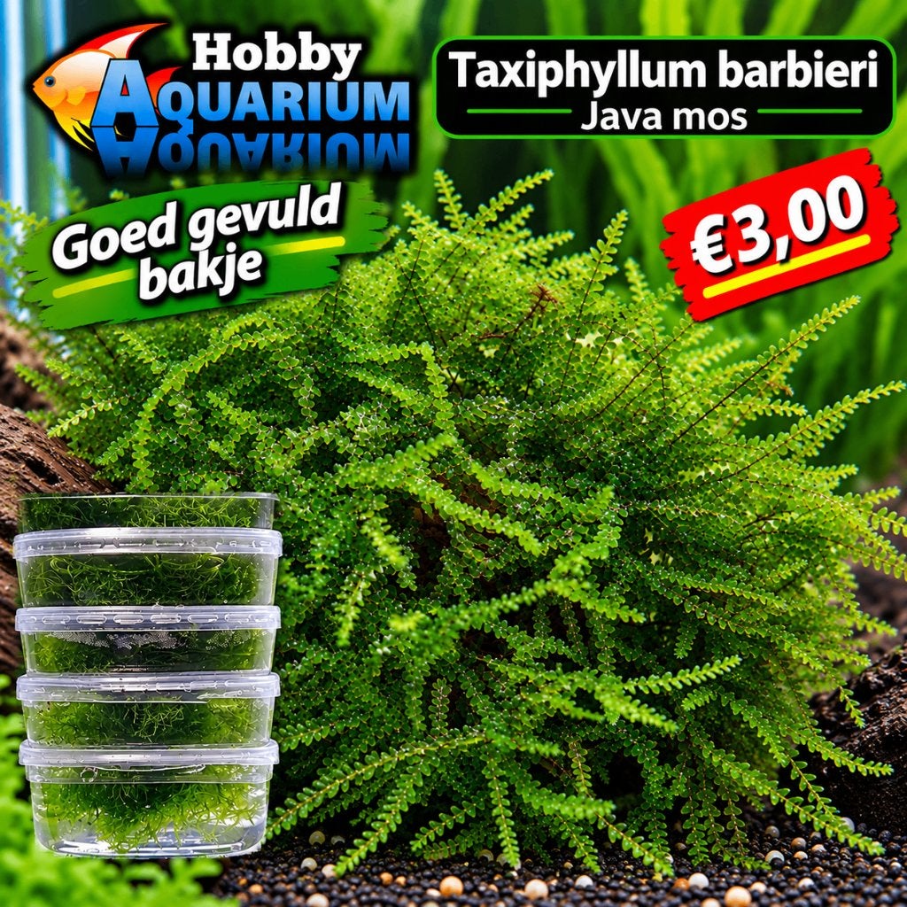 Hobbyaquarium  Taxiphyllum barbieri (Java mos), Ophalen, Hobbyaquarium, 5011he, Overige typen