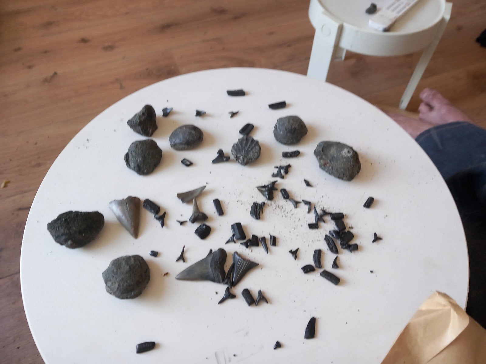 setje fossielen, Verzamelen, Ophalen of Verzenden, Fossiel