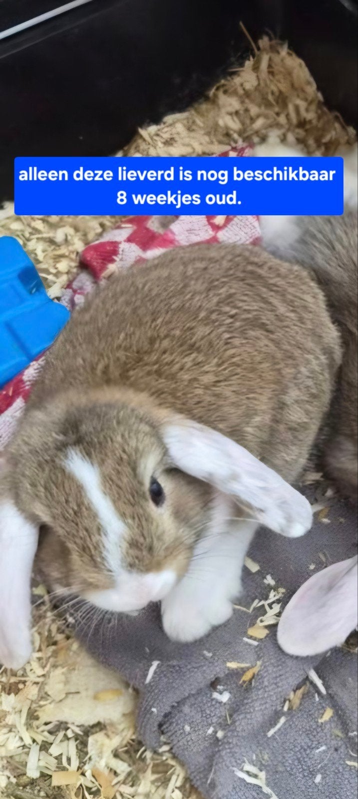 Baby konijntjes nog maar 1 grijs/bruine beschikbaar, Dieren en Toebehoren, Konijnen, Meerdere dieren, Dwerg, Hangoor
