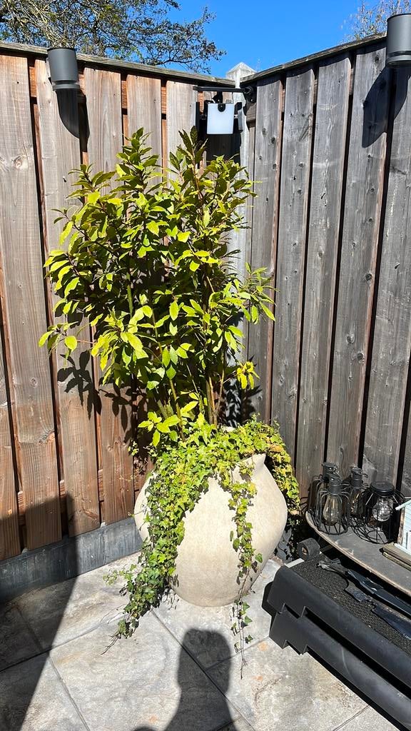 Plantenpotten, Tuin en Terras, Ophalen of Verzenden, Zomer, Volle zon, Overige soorten