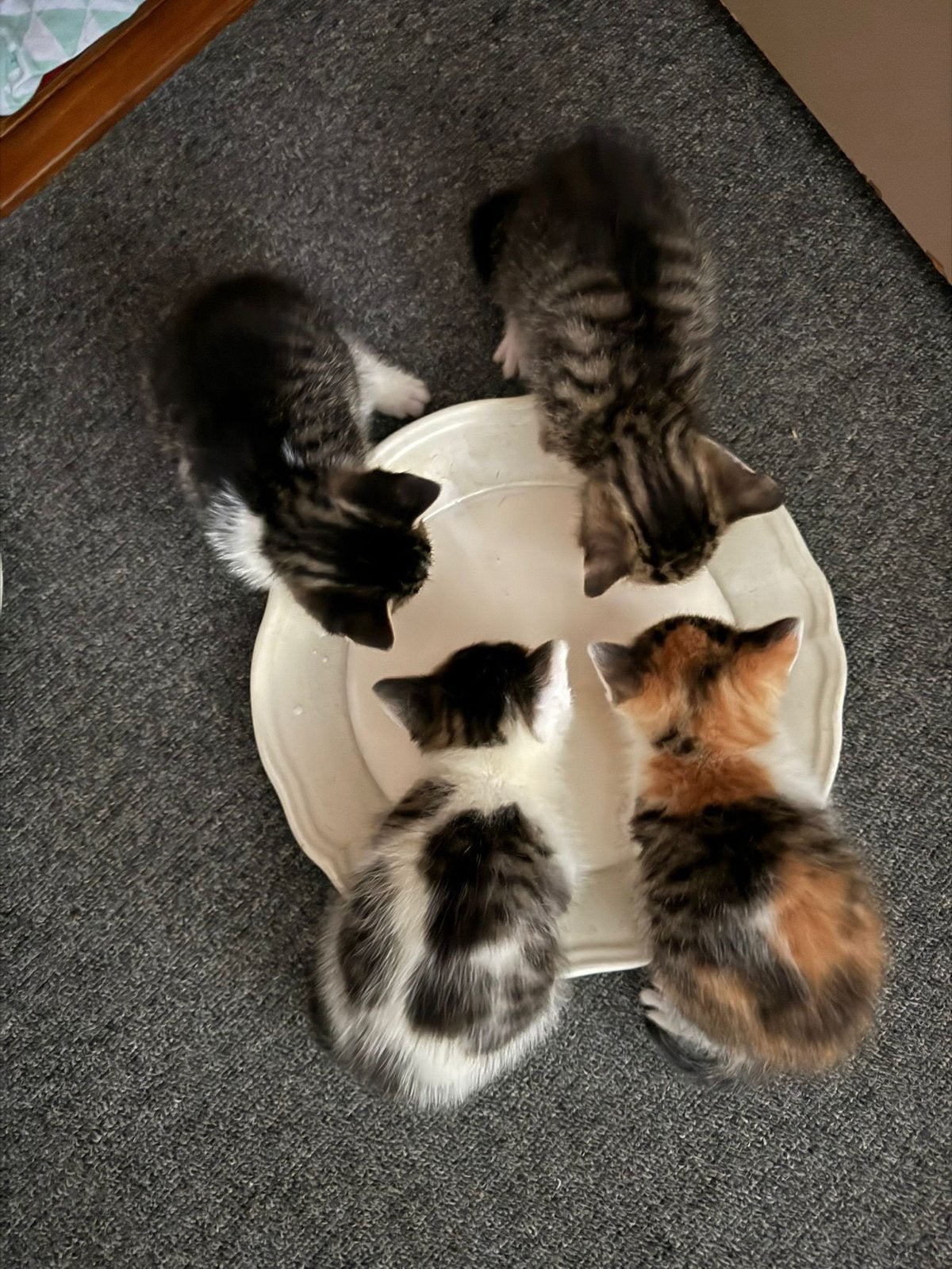 Kittens, Meerdere dieren