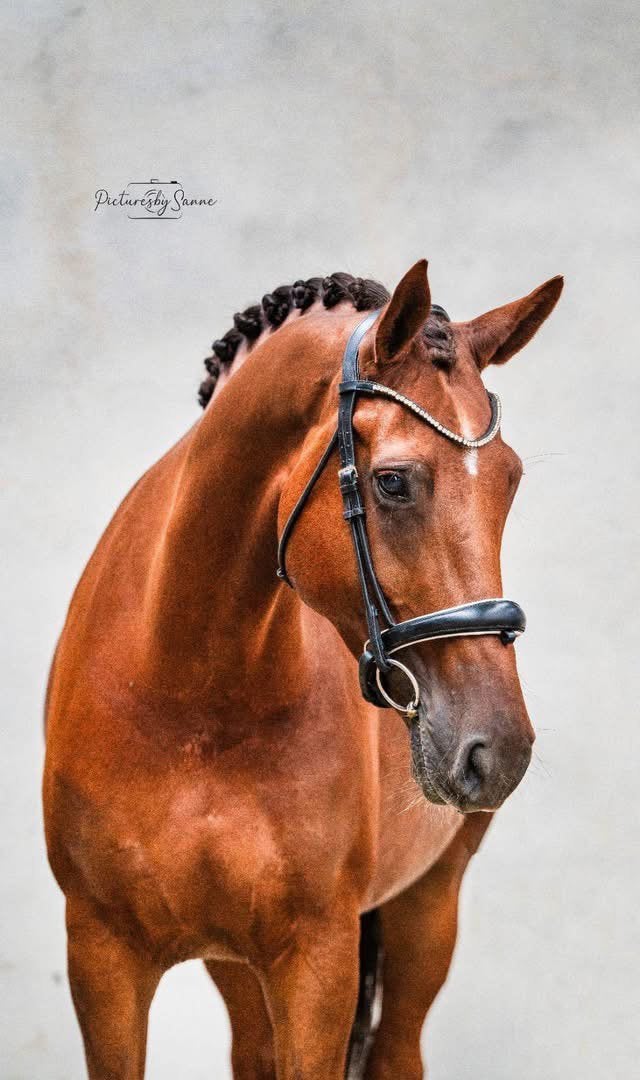 Gave dressuurmerrie te koop!, Dieren en Toebehoren, Paarden, Merrie, Dressuurpaard