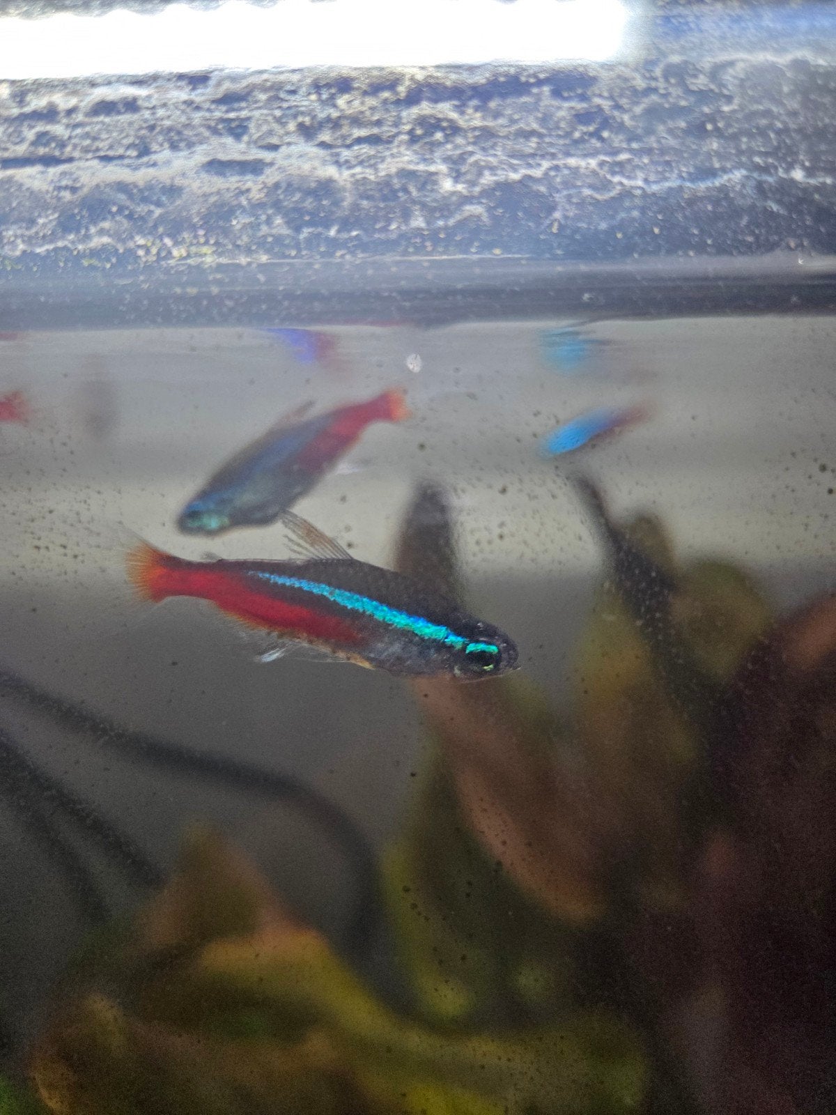8 neon terras en 1 gup mannetje., Dieren en Toebehoren, Vis