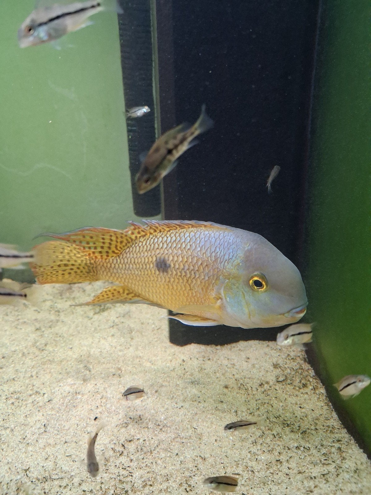 Grote Hypsophrys Nicaraquensis Man.!!! 23 cm., Dieren en Toebehoren, Vis