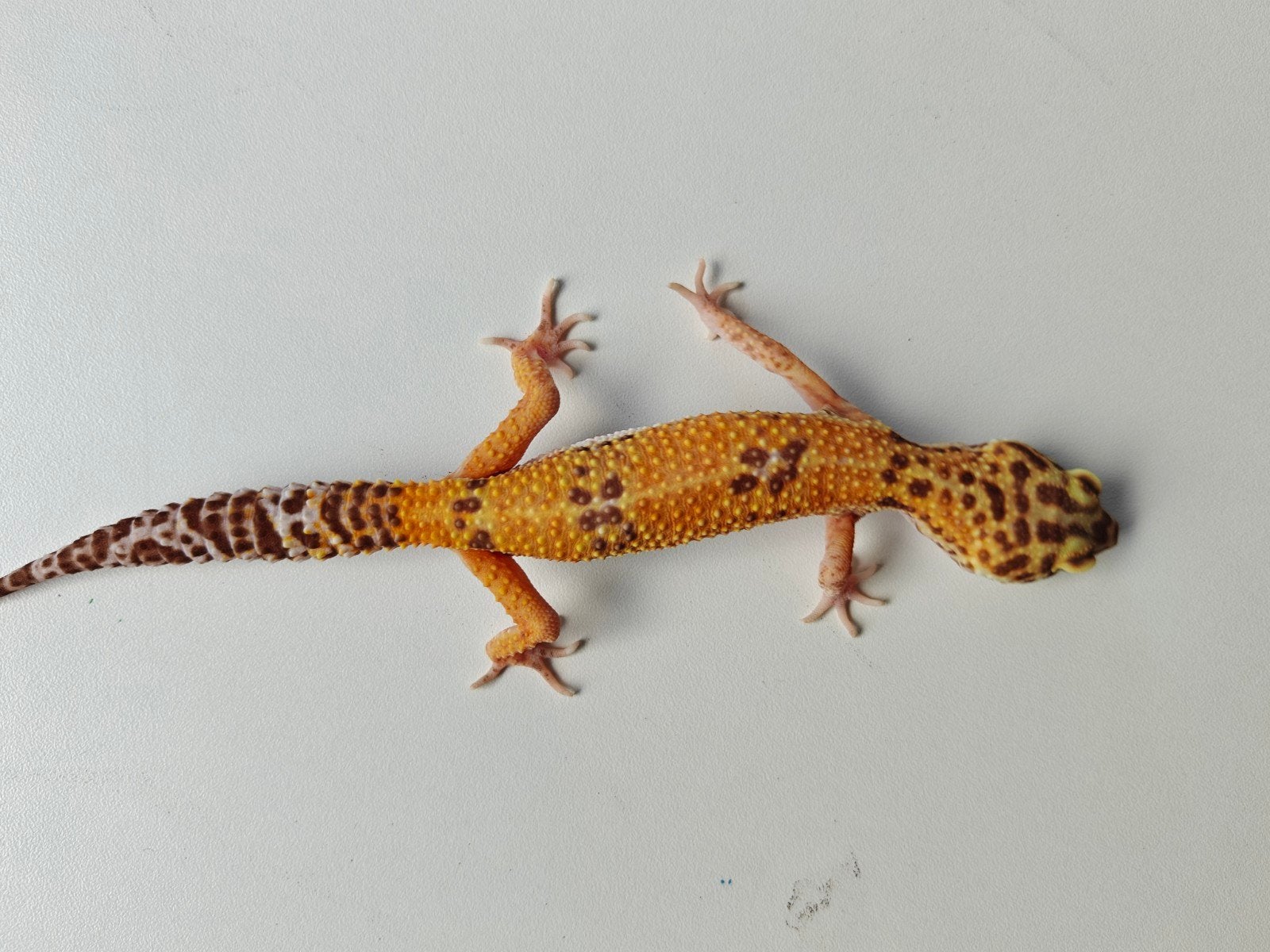 Mooie oranje Tangerine luipaardgekko te koop Leopard Gecko photo 5
